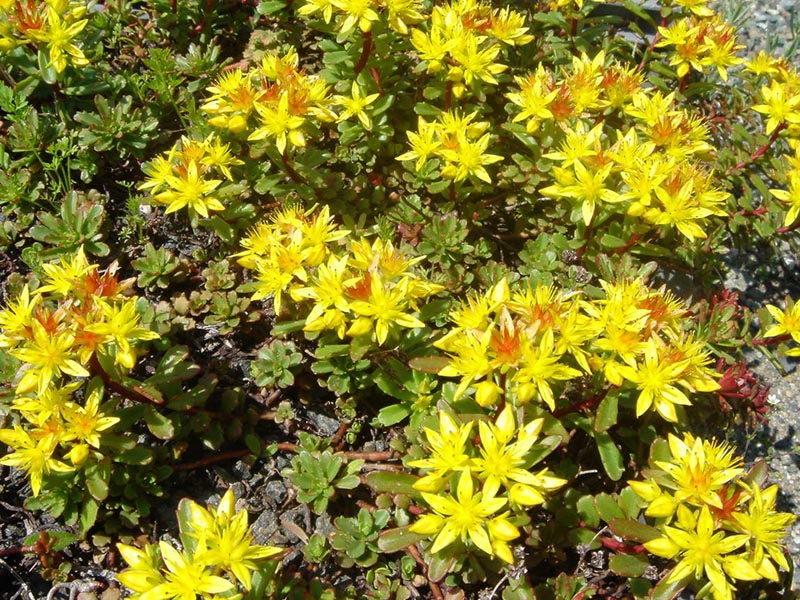 Phedimus florifer 'Weihenstephaner Gold' photo